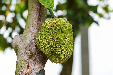 梅森·格林伍德涉嫌犯罪被捕 EA已从《FIFA 22》中将其移除